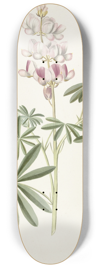 Alida Withoos - Lupine 8.25 inch art skate deck