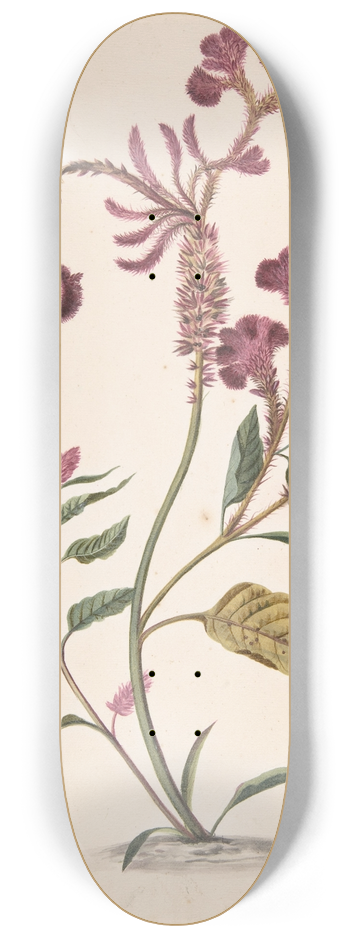 Alida Withoos - Study of a Hanekam (Celosia argentea) 8.25 inch art skate deck