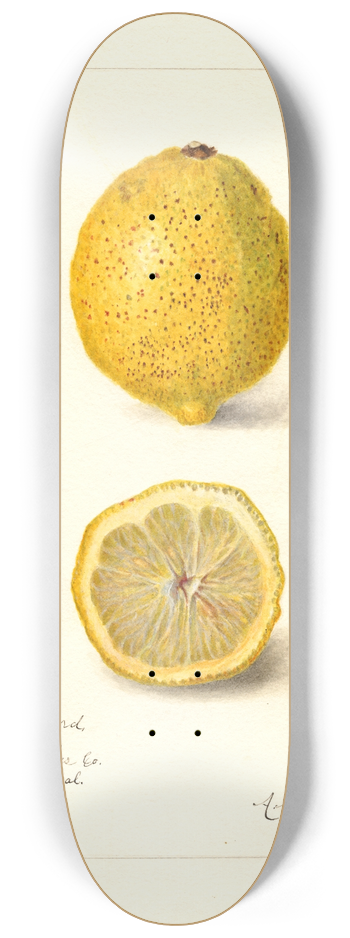 Amanda Almira Newton - Citrus limon 8.25 inch art skate deck