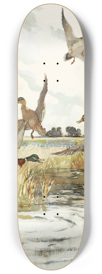 Frank Weston Benson  - Rising Mallard 8.25 inch art skate deck