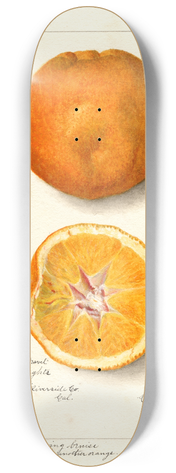 Amanda Almira Newton - Citrus sinensis: Washington Navel 8.25 inch art skate deck
