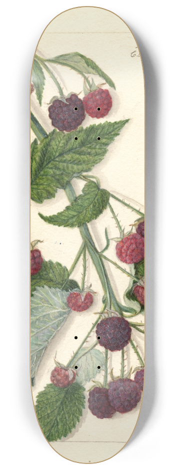 Amanda Almira Newton - Rubus: Schaffer 8.25 inch art skate deck