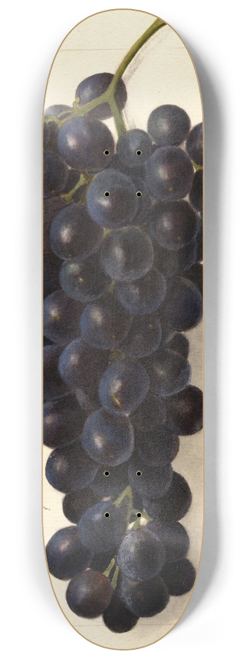 Amanda Almira Newton - Vitis: Goolabie 8.25 inch art skate deck