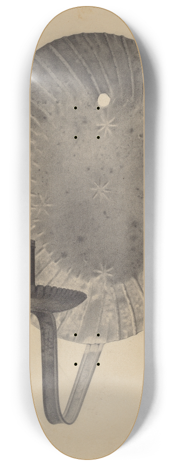 Amelia Tuccio - Sconce 8.25 inch art skate deck