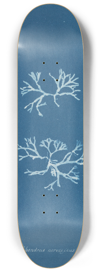 Anna Atkins - Chondrus norvegicus 8.25 inch art skate deck