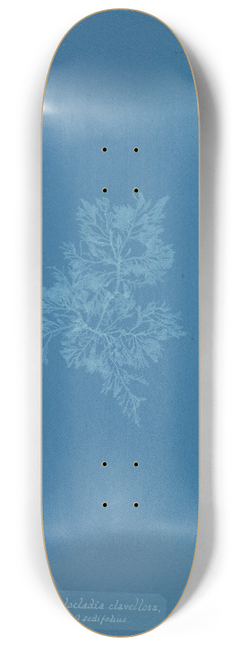 Anna Atkins - Chylocladia clavellosa  sedifolius 8.25 inch art skate deck