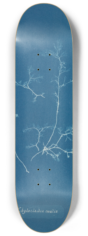 Anna Atkins - Chylocladia ovalis 8.25 inch art skate deck