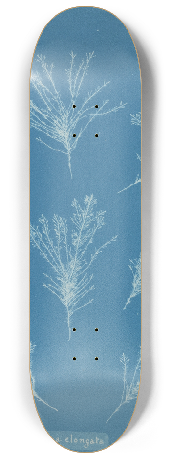 Anna Atkins - Corallina elongata 8.25 inch art skate deck