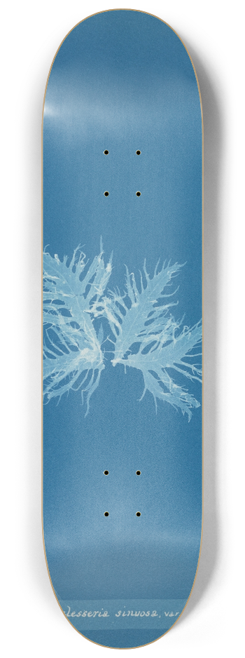 Anna Atkins - Delesseria sinuosa, var. 8.25 inch art skate deck