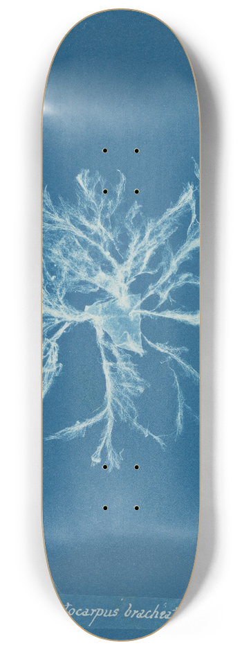 Anna Atkins - Ectocarpus brachiatus 8.25 inch art skate deck