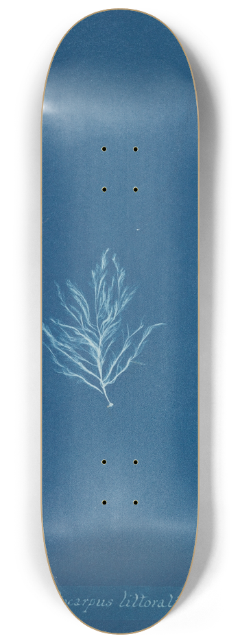 Anna Atkins - Ectocarpus littoralis. 8.25 inch art skate deck