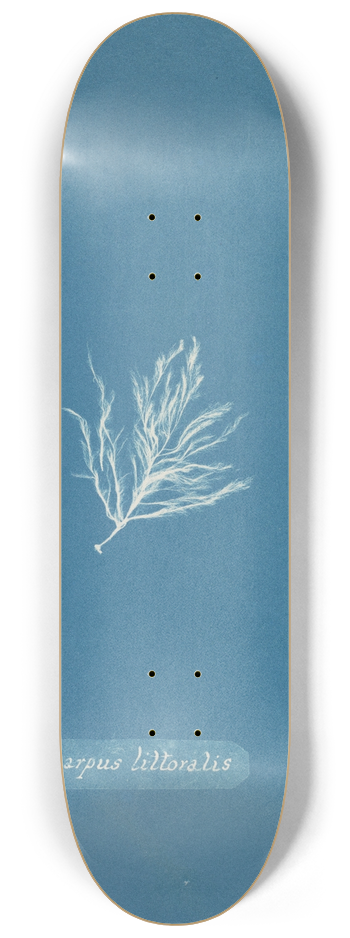 Anna Atkins - Ectocarpus littoralis 8.25 inch art skate deck