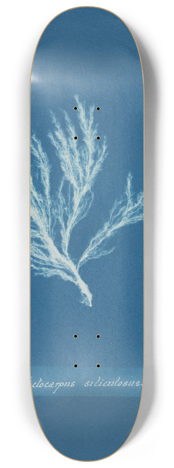 Anna Atkins - Ectocarpus siliculosus 8.25 inch art skate deck