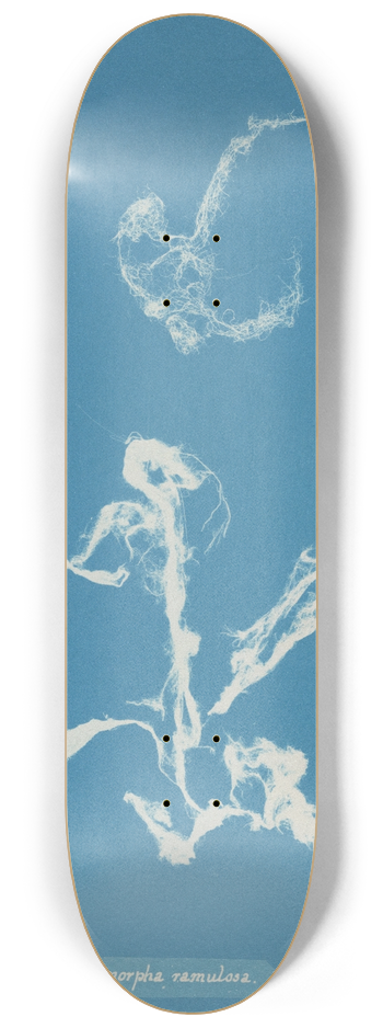 Anna Atkins - Enteromorpha ramulosa 8.25 inch art skate deck