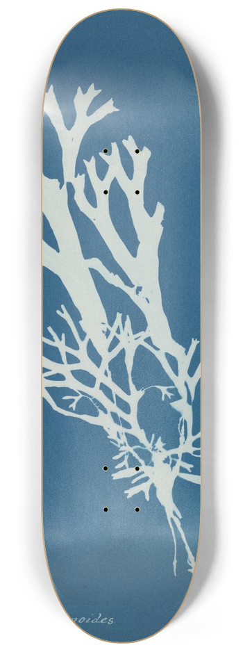 Anna Atkins - Fucus ceranoides 8.25 inch art skate deck