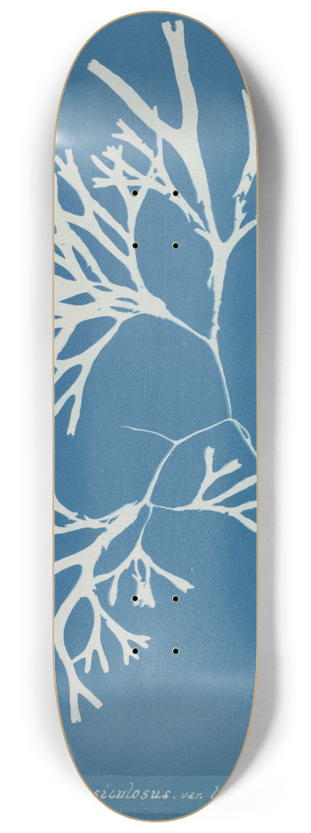 Anna Atkins - Fucus vesiculosus var. linearis 8.25 inch art skate deck