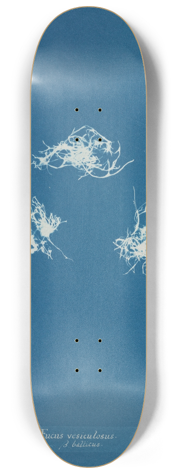 Anna Atkins - Fucus vesiculosus v. balticus 8.25 inch art skate deck