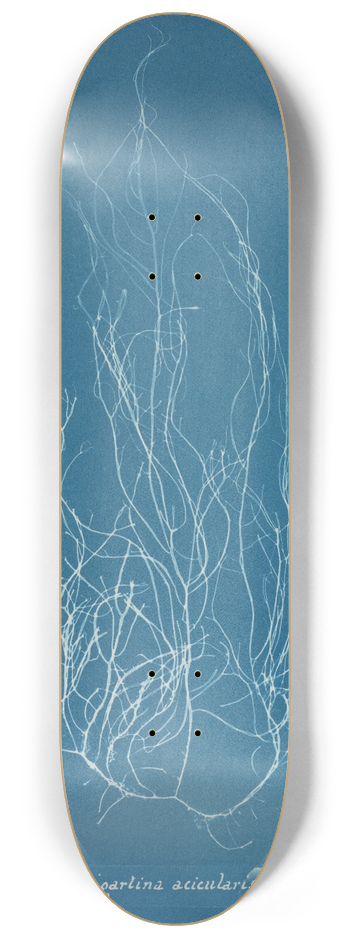 Anna Atkins - Gigartina acicularis 8.25 inch art skate deck