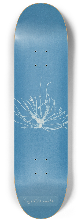 Anna Atkins - Gigartina erecta 8.25 inch art skate deck