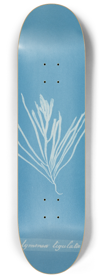 Anna Atkins - Halymenia ligulata 8.25 inch art skate deck