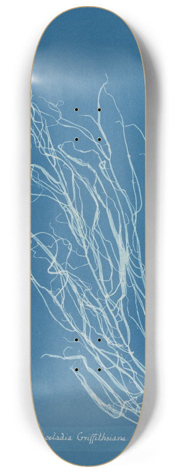 Anna Atkins - Helminthocladia Griffithsiana 8.25 inch art skate deck