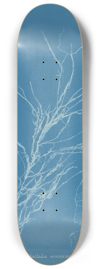 Anna Atkins - Helminthocladia virescens 8.25 inch art skate deck