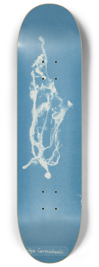 Anna Atkins - Lyngbya Carmichaelii 8.25 inch art skate deck