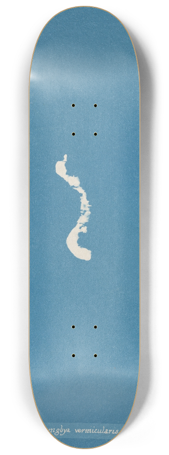 Anna Atkins - Lyngbya vermicularis 8.25 inch art skate deck