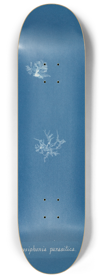 Anna Atkins - Polysiphonia parasitica 8.25 inch art skate deck