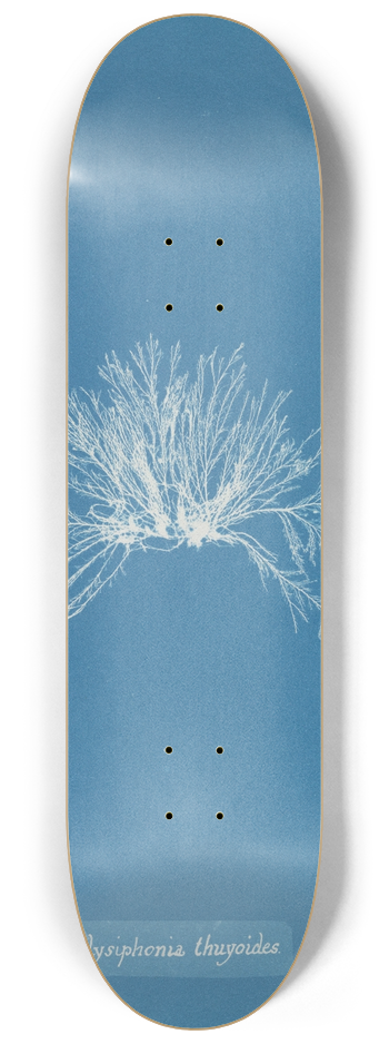 Anna Atkins - Polysiphonia thuyoides 8.25 inch art skate deck