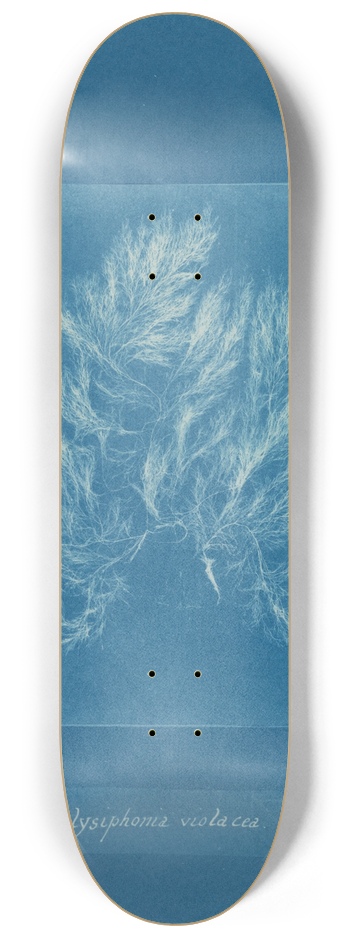 Anna Atkins - Polysiphonia violacea 8.25 inch art skate deck