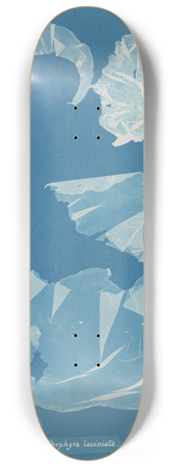 Anna Atkins - Porphyra laciniata 8.25 inch art skate deck