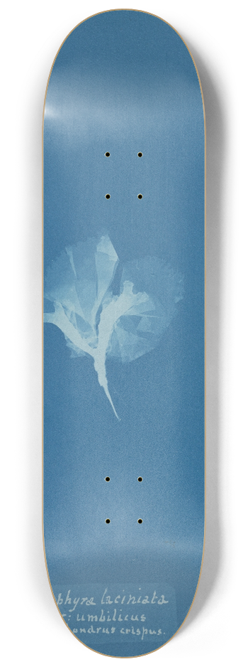 Anna Atkins - Porphyra laciniata var. umbilicus on Chondrus crispus 8.25 inch art skate deck