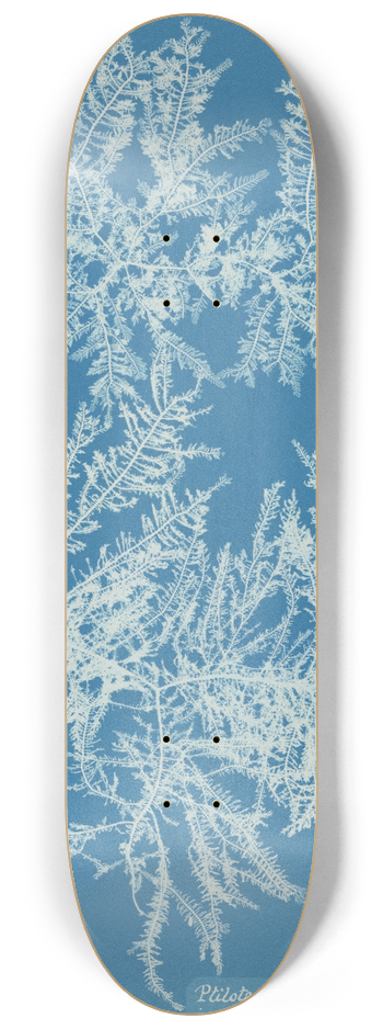 Anna Atkins - Ptilota plumosa. 8.25 inch art skate deck