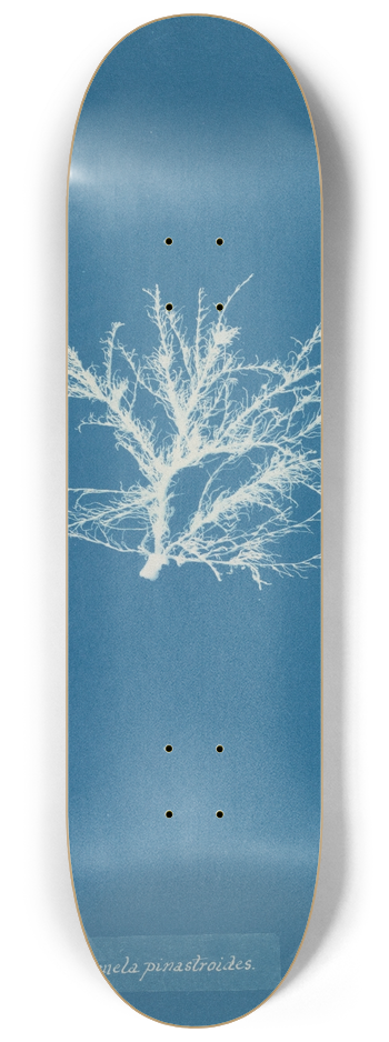 Anna Atkins - Rhodomela pinastroides 8.25 inch art skate deck