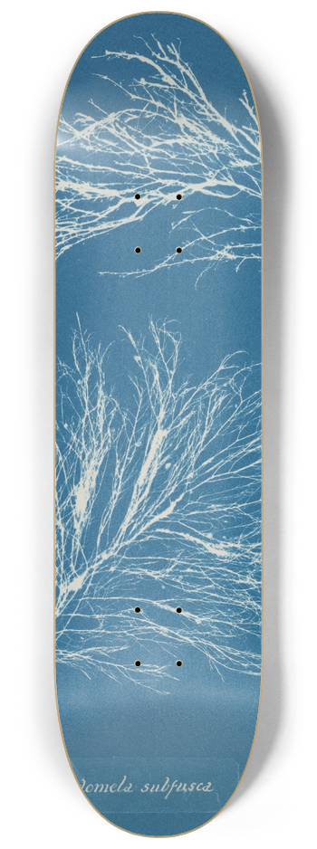 Anna Atkins - Rhodomela subfusca 8.25 inch art skate deck