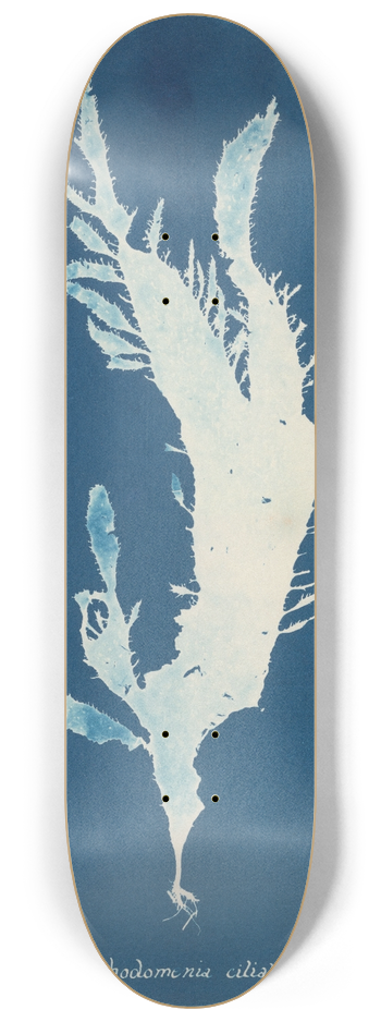 Anna Atkins - Rhodomenia ciliata 8.25 inch art skate deck