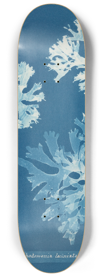 Anna Atkins - Rhodomenia laciniata 8.25 inch art skate deck