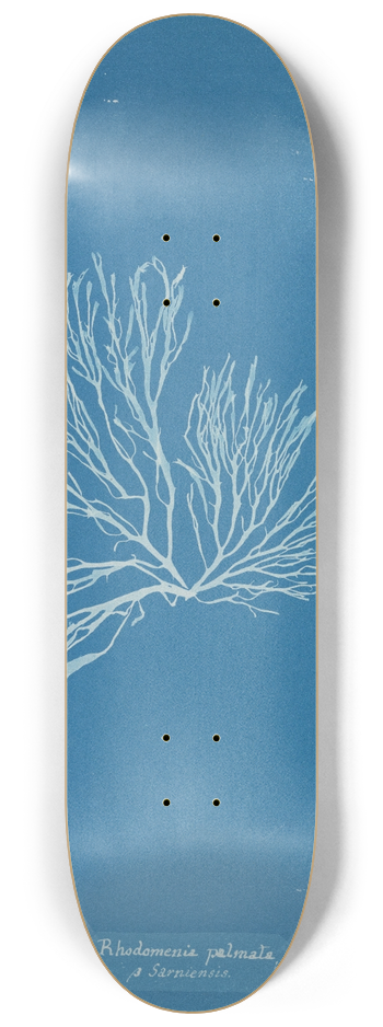 Anna Atkins - Rhodomenia palmata  Sarniensis 8.25 inch art skate deck