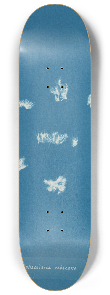 Anna Atkins - Sphacelaria radicans 8.25 inch art skate deck