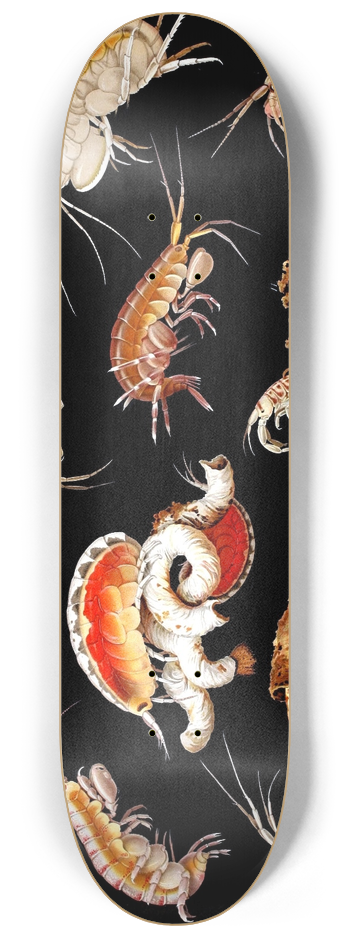 Antonio della Valle - Gammarini del golfo di Napoli Plate 1 8.25 inch art skate deck