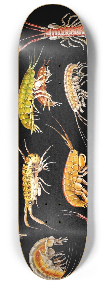 Antonio della Valle - Gammarini del golfo di Napoli Plate 2 8.25 inch art skate deck
