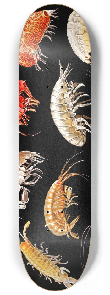 Antonio della Valle - Gammarini del golfo di Napoli Plate 6 8.25 inch art skate deck