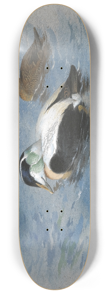 Archibald Thorburn - A Pair Of Eider Ducks 8.25 inch art skate deck
