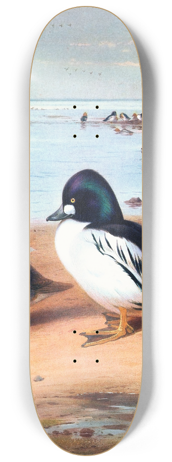 Archibald Thorburn - Golden-Eye 8.25 inch art skate deck