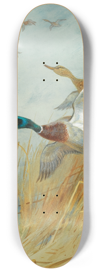 Archibald Thorburn - Mallard Rising 8.25 inch art skate deck