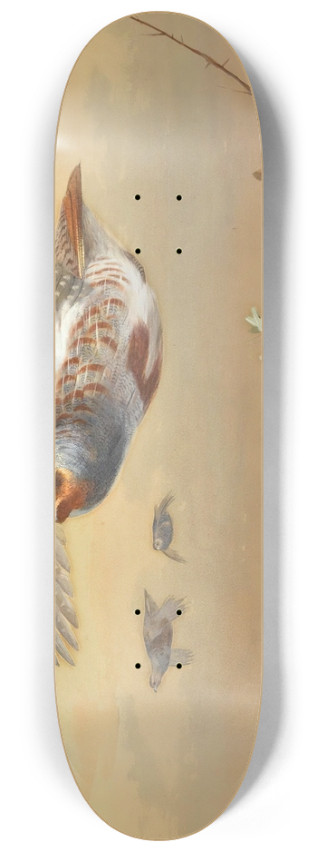 Archibald Thorburn - Partridge In Flight 8.25 inch art skate deck
