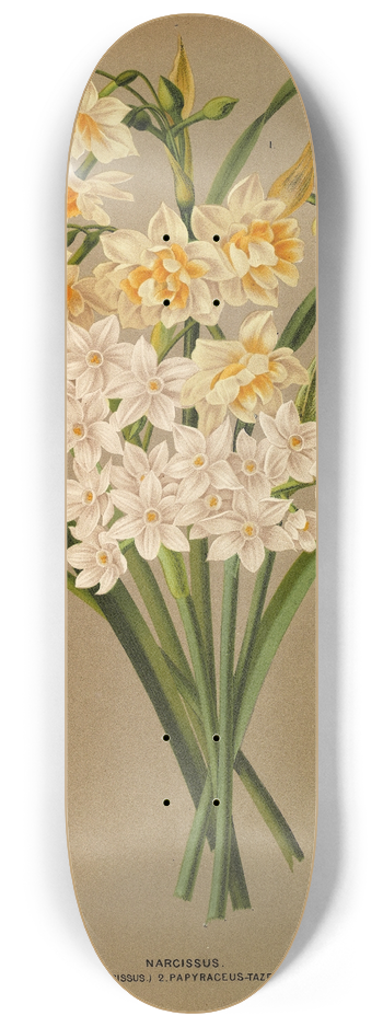 Arentina Hendrica Arendsen - Narcissus 2 8.25 inch art skate deck