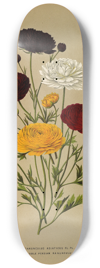 Arentina Hendrica Arendsen - Ranunculus Asiaticus Fl.Pl.  Doubl Persian Ranunculus 8.25 inch art skate deck