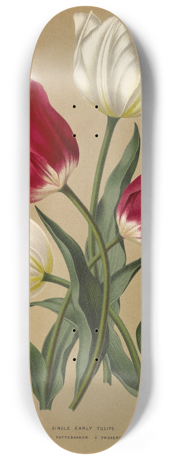 Arentina Hendrica Arendsen - Single Early Tulips 1.White Pottebakker 2.Prosperpine 8.25 inch art skate deck